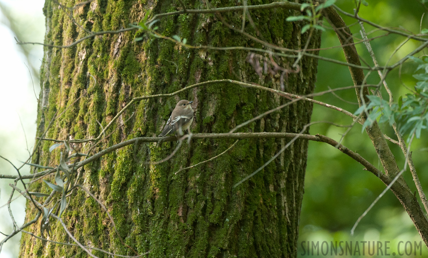 Ficedula hypoleuca [400 mm, 1/125 Sek. bei f / 6.3, ISO 2500]